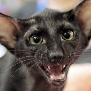 Meet your Posher, S i g h